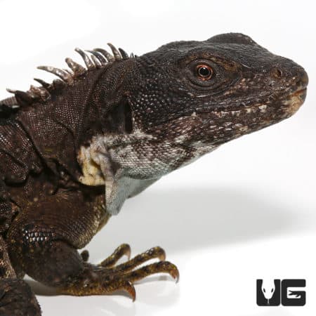 New Reptiles & Amphibians - Underground Reptiles