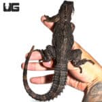 Clubtail Iguanas (Ctenosaura quinquecarinata) For Sale - Underground Reptiles