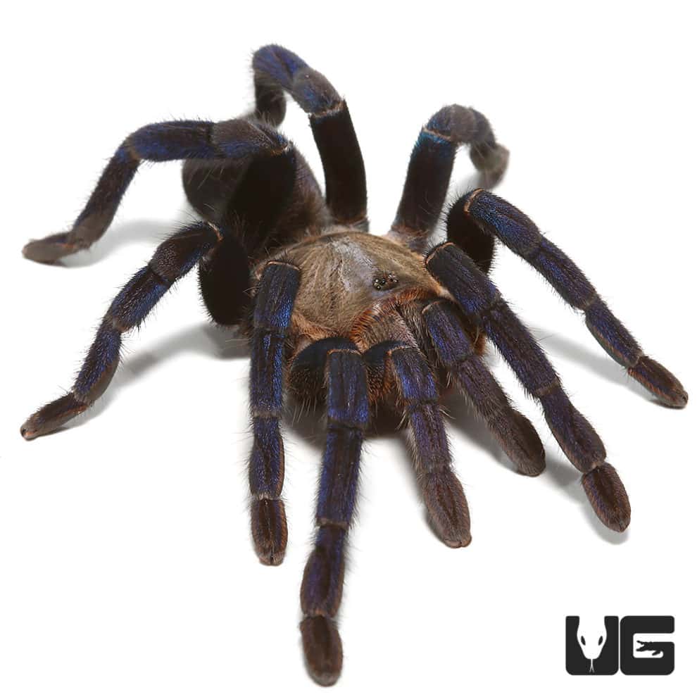 Cobalt Blue Tarantulas (Cyriopagopus lividus) For Sale Underground