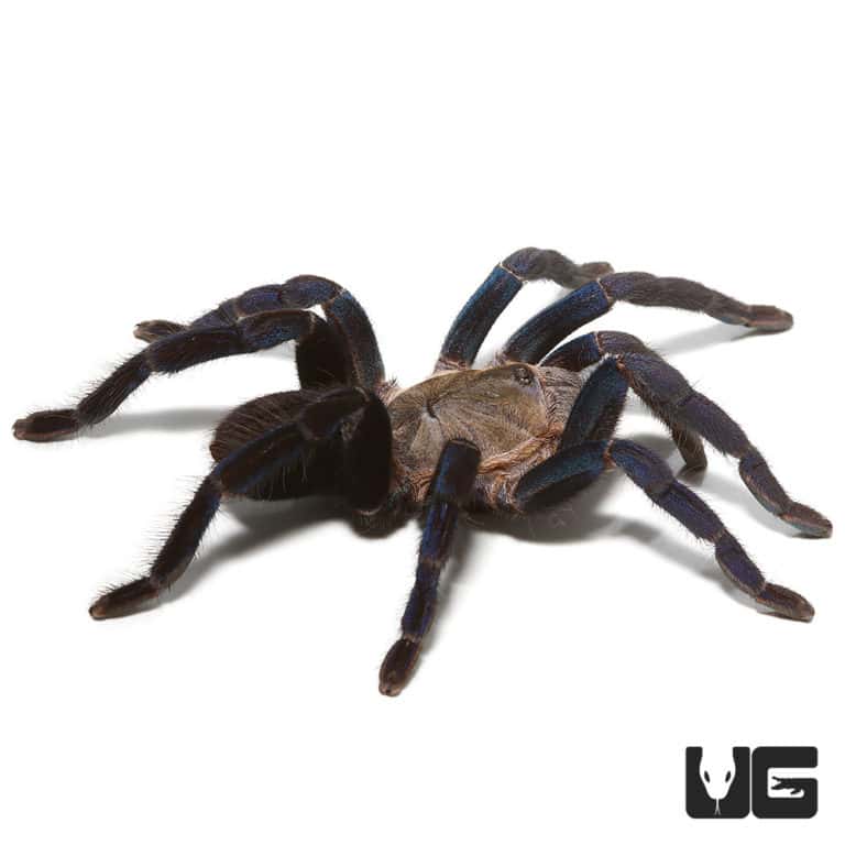 Cobalt Blue Tarantulas Cyriopagopus Lividus For Sale Underground   Ug Cobalt Blue 3 768x768 