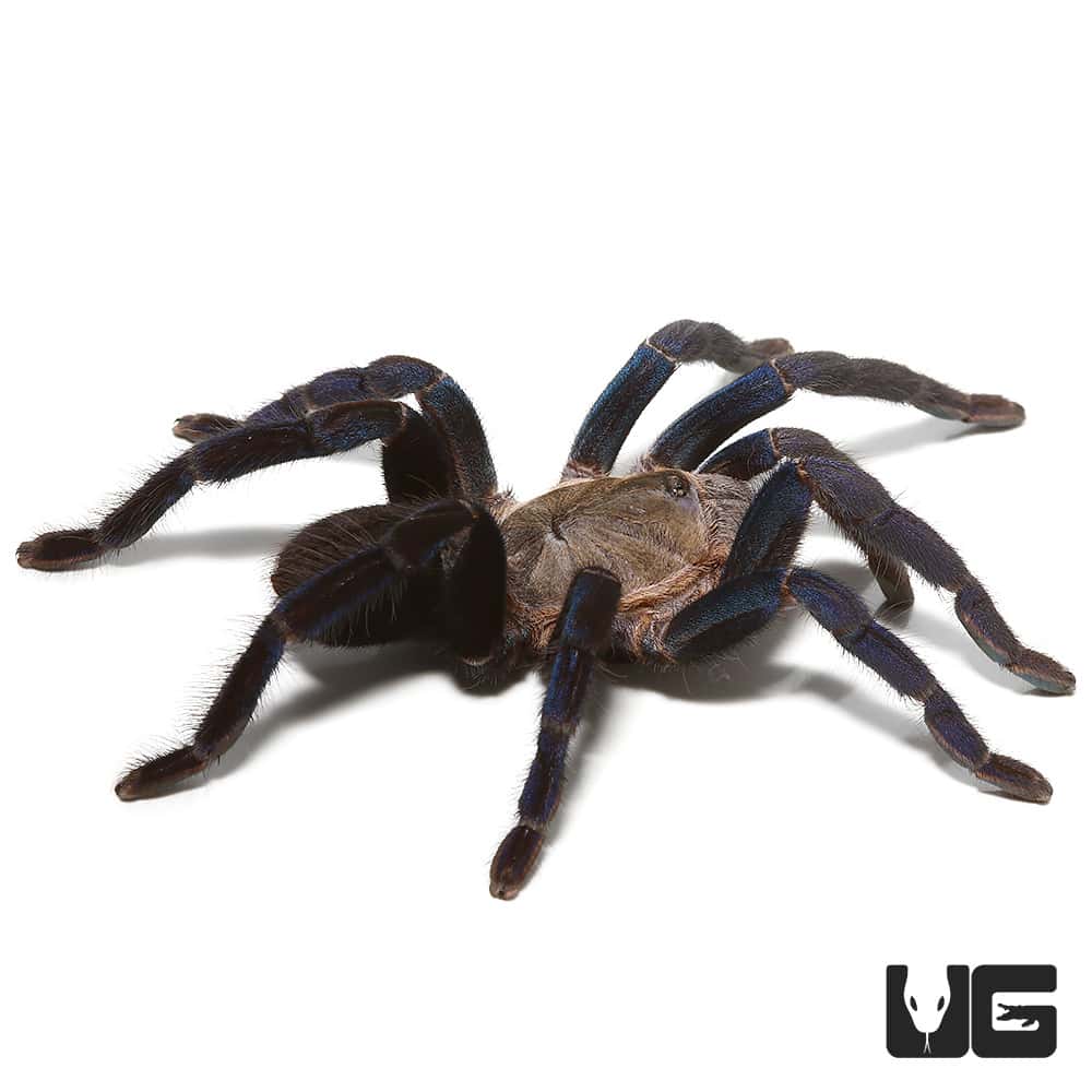 Cobalt Blue Tarantulas (Cyriopagopus lividus) For Sale Underground