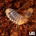 Cubaris Sp. Jupiter Isopods (Cubaris Sp. Jupiter) For Sale - Underground Reptiles