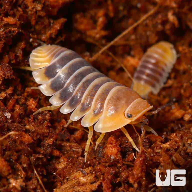 “Jupiter” Isopod (Cubaris Sp. Jupiter) For Sale - Underground Reptiles