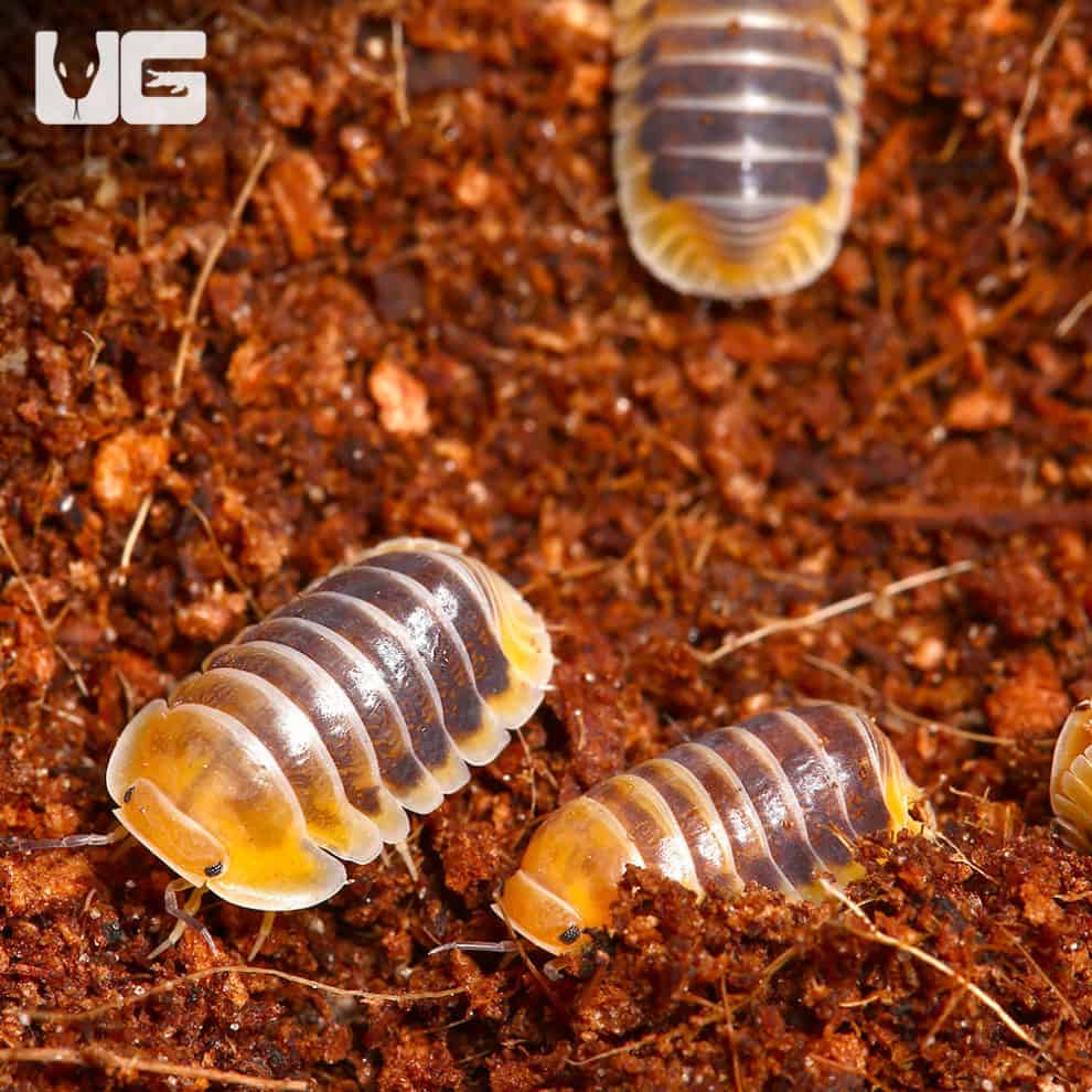 “Jupiter” Isopod (Cubaris Sp. Jupiter) For Sale - Underground Reptiles
