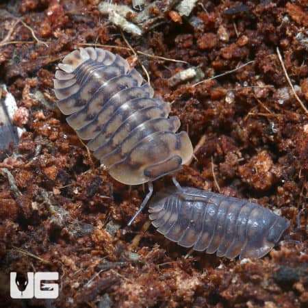 Cubaris Sp. Yellow Tiger Isopods (Cubaris Sp. Yellow Tiger) For Sale - Underground Reptiles