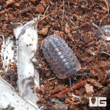 Cubaris Sp. Yellow Tiger Isopods (Cubaris Sp. Yellow Tiger) For Sale - Underground Reptiles