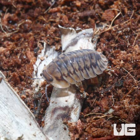 Cubaris Sp. Yellow Tiger Isopods (Cubaris Sp. Yellow Tiger) For Sale ...