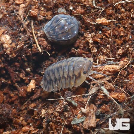 Cubaris Sp. Yellow Tiger Isopods (Cubaris Sp. Yellow Tiger) For Sale - Underground Reptiles