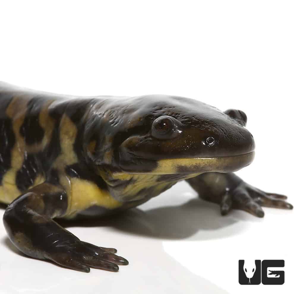 Eastern Tiger Salamanders (Ambystoma tigrinum) For Sale - Underground