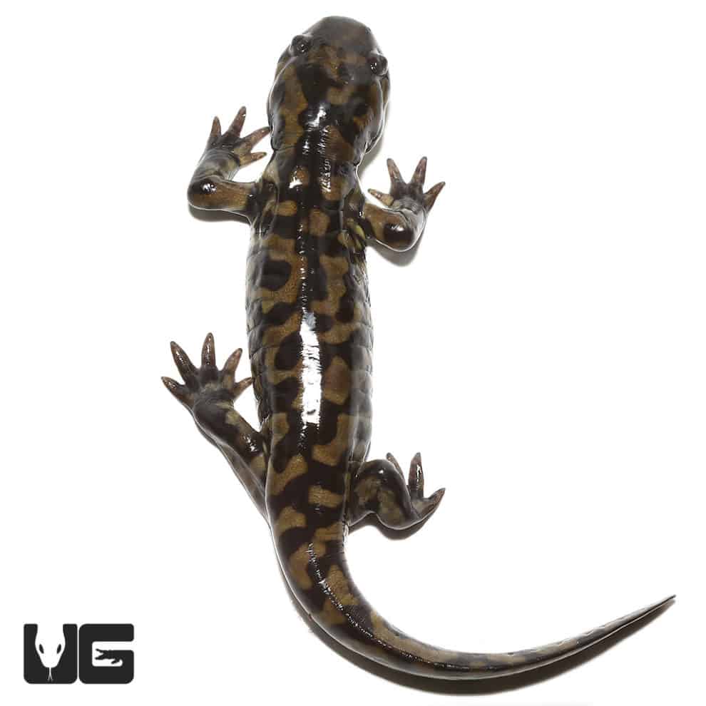 Eastern Tiger Salamanders (Ambystoma tigrinum) For Sale Underground Reptiles
