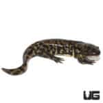 Eastern Tiger Salamanders (Ambystoma tigrinum) For Sale - Underground Reptiles