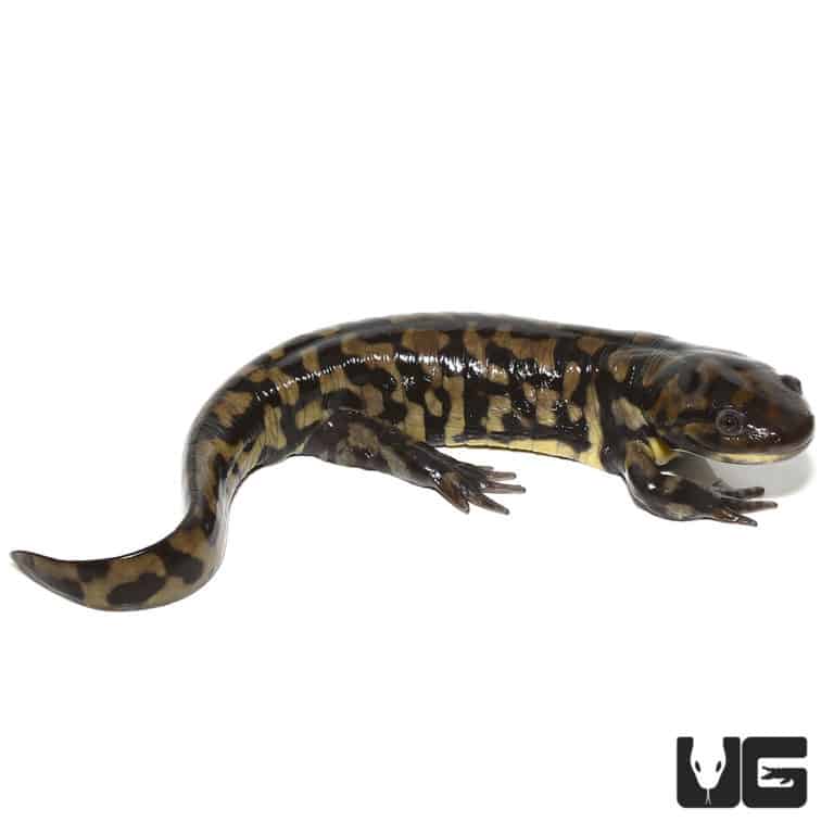 Eastern Tiger Salamanders (Ambystoma tigrinum) For Sale Underground