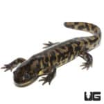 Eastern Tiger Salamanders (Ambystoma tigrinum) For Sale - Underground Reptiles