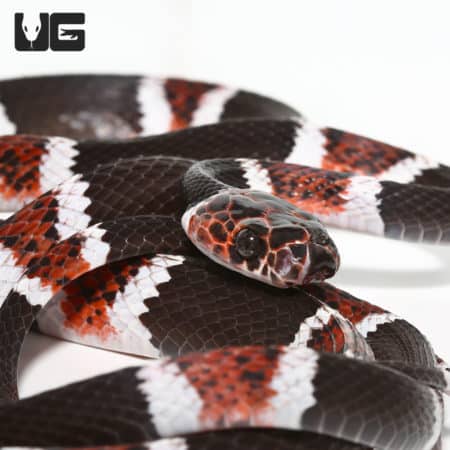 False Tree Coral Snake (Rhinobothryum Bovallii) For Sale - Underground Reptiles