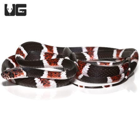 False Tree Coral Snake (Rhinobothryum Bovallii) For Sale - Underground Reptiles