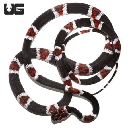 False Tree Coral Snake (Rhinobothryum Bovallii) For Sale - Underground Reptiles