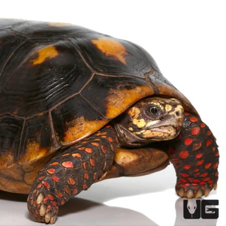 Giant Female Adult Redfoot Tortoises (chelonoidis Carbonaria) For Sale 