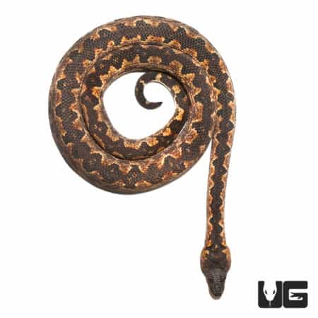 Adult Female San Isabel Ground Boa #1 (Candoia carinata paulsoni) For Sale - Underground Reptiles