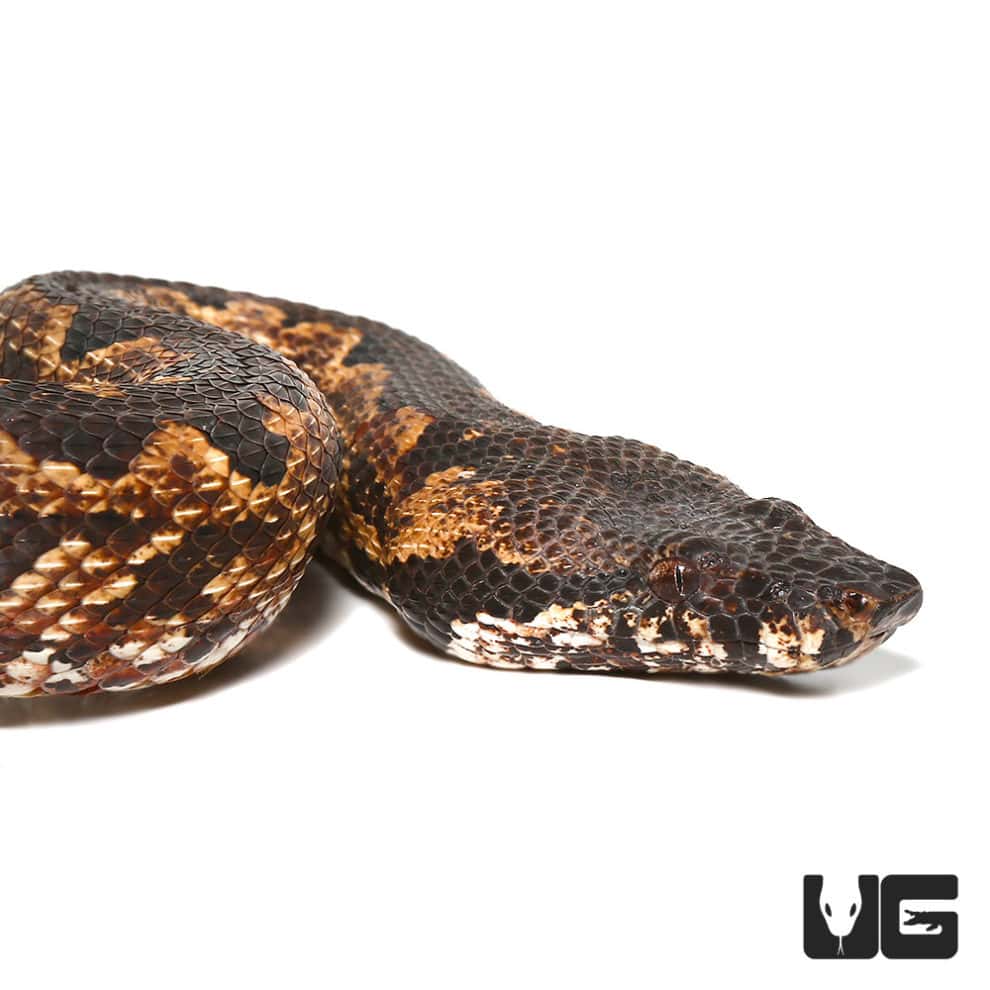 Adult San Isabel Island Ground Boas for sale Underground Reptiles