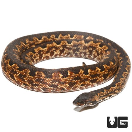 Adult Female San Isabel Ground Boa #1 (Candoia carinata paulsoni) For Sale - Underground Reptiles
