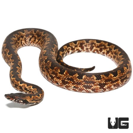 Adult Female San Isabel Ground Boa #1 (Candoia carinata paulsoni) For Sale - Underground Reptiles