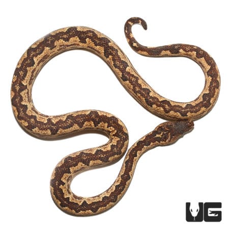 Female Adult San Isabel Island Ground Boa (Candoia carinata paulsoni) For Sale - Underground Reptiles