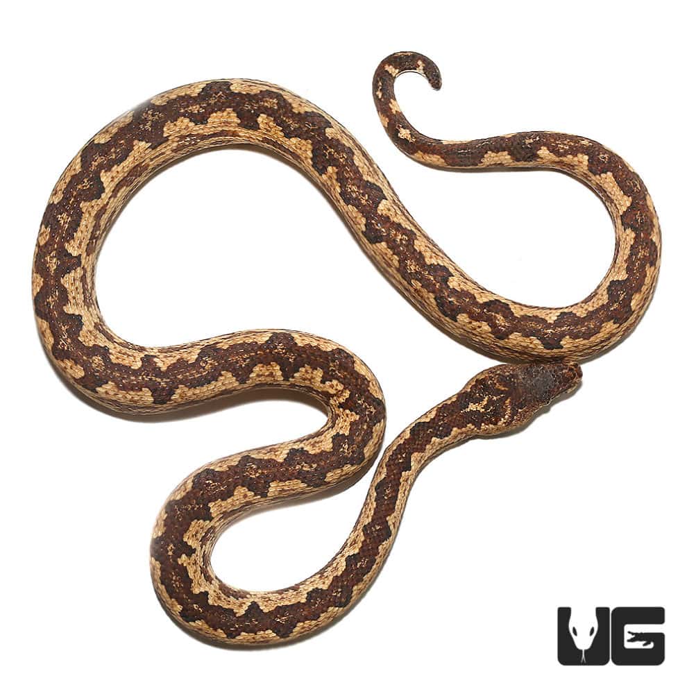 Adult San Isabel Island Ground Boas for sale Underground Reptiles