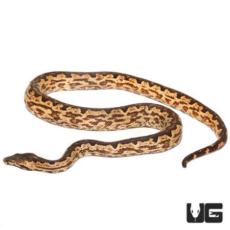 Female Adult San Isabel Island Ground Boa (Candoia carinata paulsoni) For Sale - Underground Reptiles