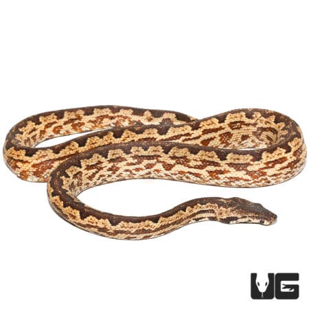 Female Adult San Isabel Island Ground Boa (Candoia carinata paulsoni) For Sale - Underground Reptiles