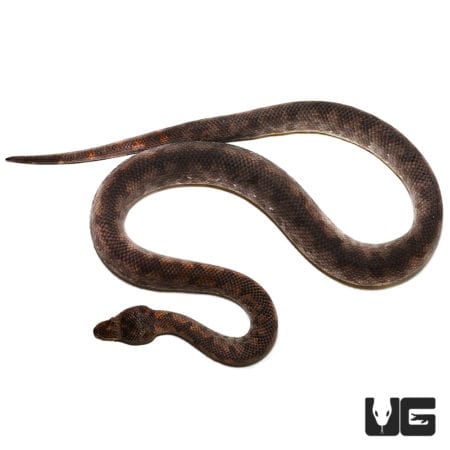 Adult Female Solomon Island Ground Boa