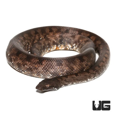 Adult San Isabel Island Ground Boas for sale - Underground Reptiles