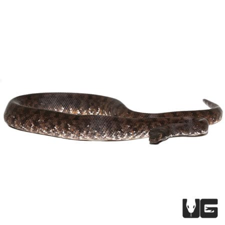 Adult Female Solomon Island Ground Boa