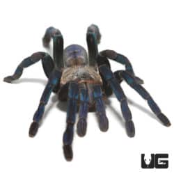 Green Femur Cobalt Blue Tarantula (Cyriopagopus lividus) For Sale - Underground Reptiles