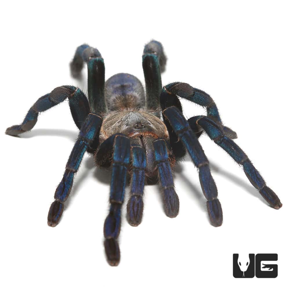 Cobalt Blue Tarantulas For Sale Underground Reptiles