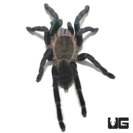Green Femur Cobalt Blue Tarantula (Cyriopagopus lividus) For Sale - Underground Reptiles