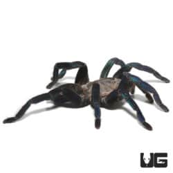 Female Green Femur Cobalt Blue Tarantulas For Sale - Underground Reptiles