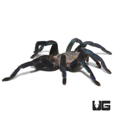 Female Green Femur Cobalt Blue Tarantulas For Sale - Underground Reptiles