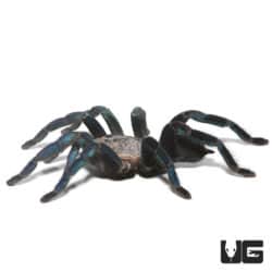 Green Femur Cobalt Blue Tarantula (Cyriopagopus lividus) For Sale - Underground Reptiles