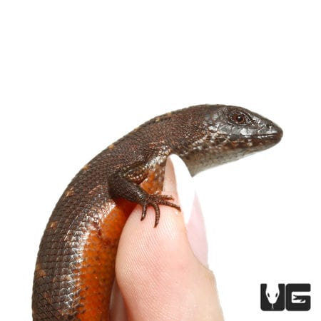 Greers Earless Skinks (Cophoscincopus greeri) For Sale - Underground Reptiles