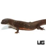 Greers Earless Skinks (Cophoscincopus greeri) For Sale - Underground Reptiles