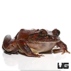 Hairy Frogs (Trichobatrachus robustus) For Sale - Underground Reptiles
