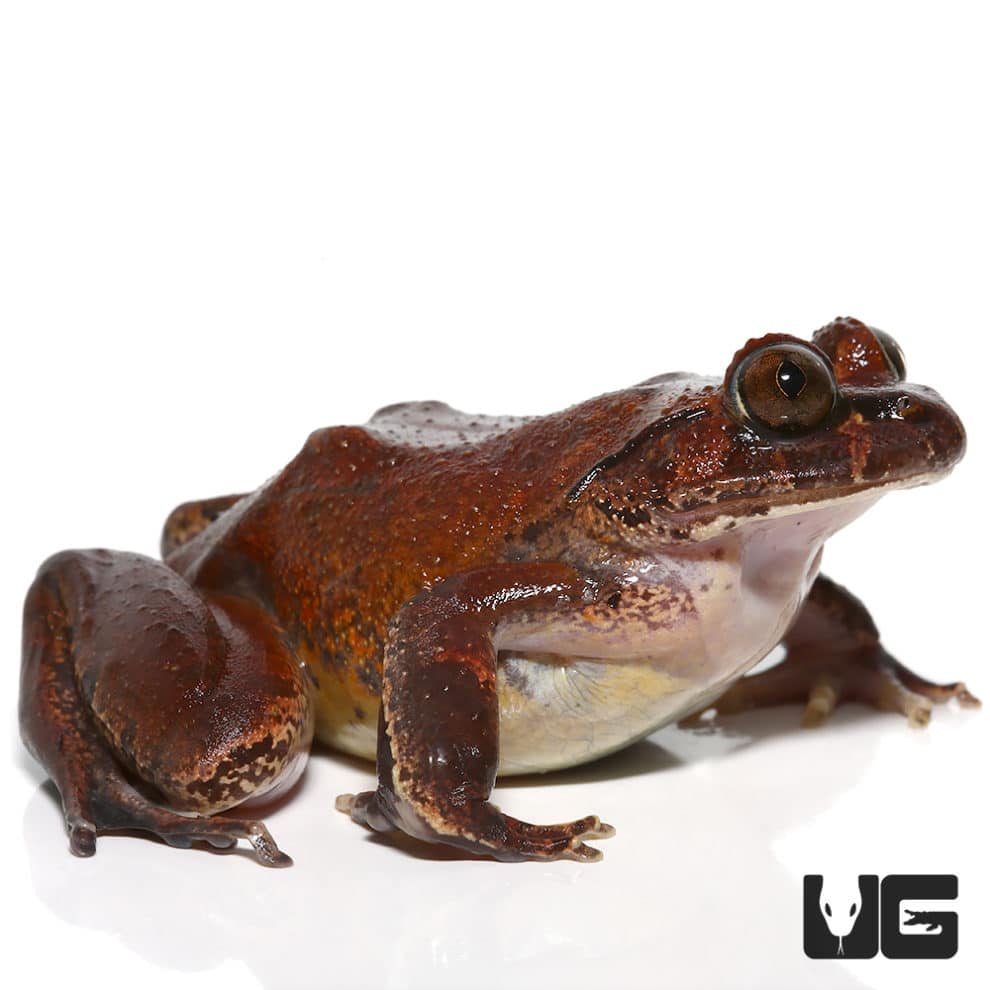 Reed Frogs For Sale Underground Reptiles