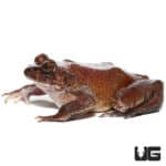 Hairy Frogs (Trichobatrachus robustus) For Sale - Underground Reptiles