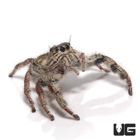 Heavy Jumping Spider (Hyllus Diardi) For Sale - Underground Reptiles