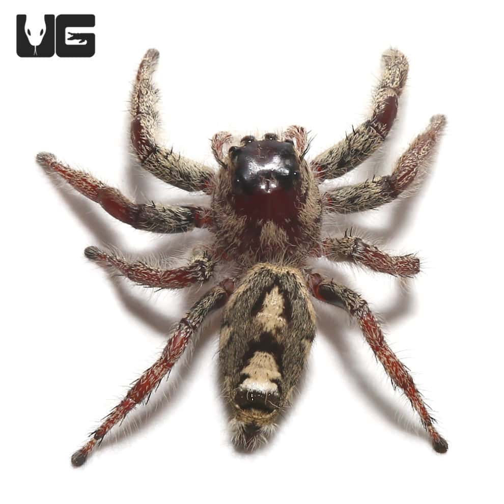 Adult Regal Jumping Spiders For Sale Underground Reptiles