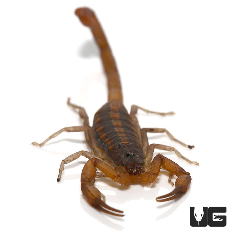 Scorpions, Vinegaroons & Whiptails For Sale Underground Reptiles