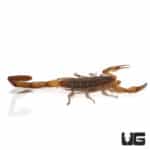 Hentz Bark Scorpion (Centruroides hentzi) For Sale - Underground Reptiles