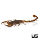 Hentz Bark Scorpion (Centruroides hentzi) For Sale - Underground Reptiles