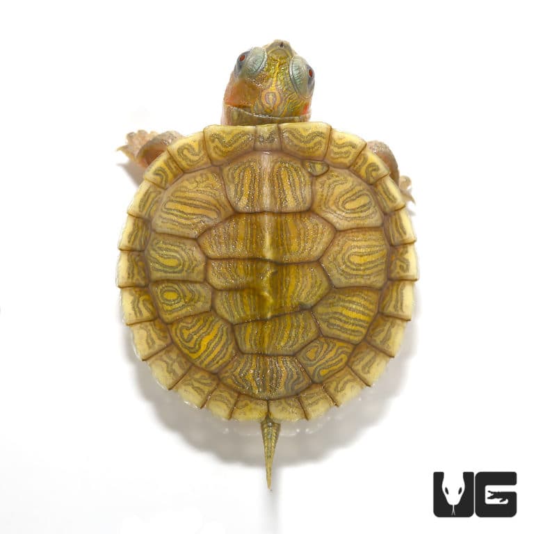 Baby Hybino Red Ear Slider Turtles (Split Scute) (Trachemys scripta ...