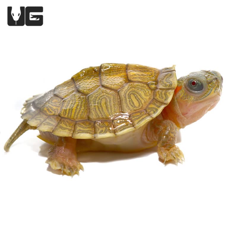 Baby Hybino Red Ear Slider Turtles (Split Scute) (Trachemys scripta ...